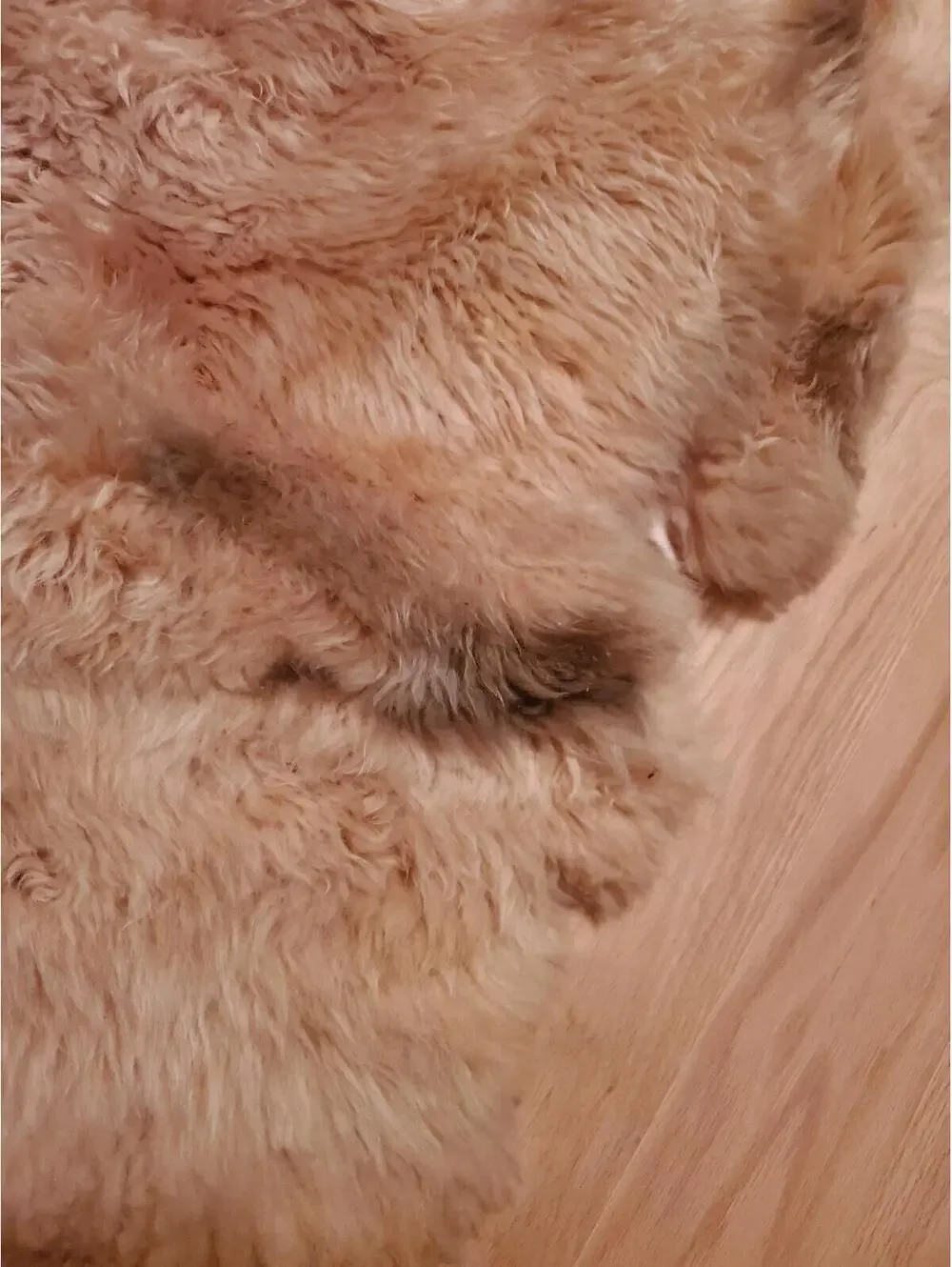 Eagle Wools Natural Sheepskin Rug / Hide Throw